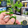 Bacopa Caroliniana (1 tallo)