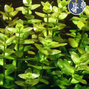 Bacopa Caroliniana (1 tallo)