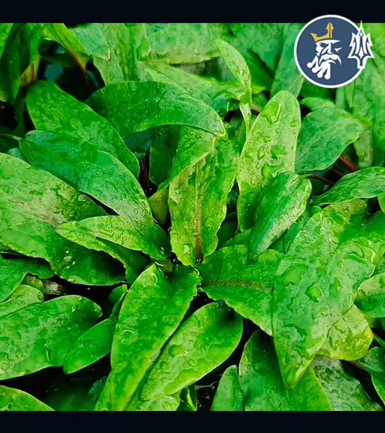 CRYPTOCORYNE-WENDTII-GREEN