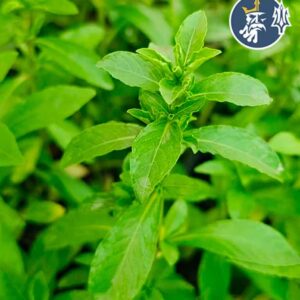 Hygrophila “Tiger”(1 tallo)