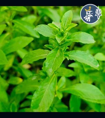 Hygrophila “Tiger”(1 tallo con vaso)