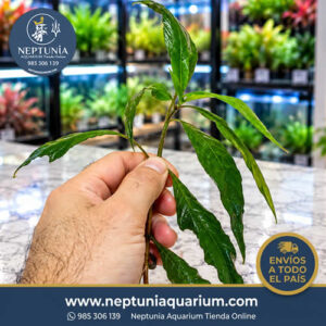 Hygrophila Angustifolia (1 tallo)
