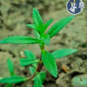 Limnophila aromática “Hippuroides” (1 tallo)