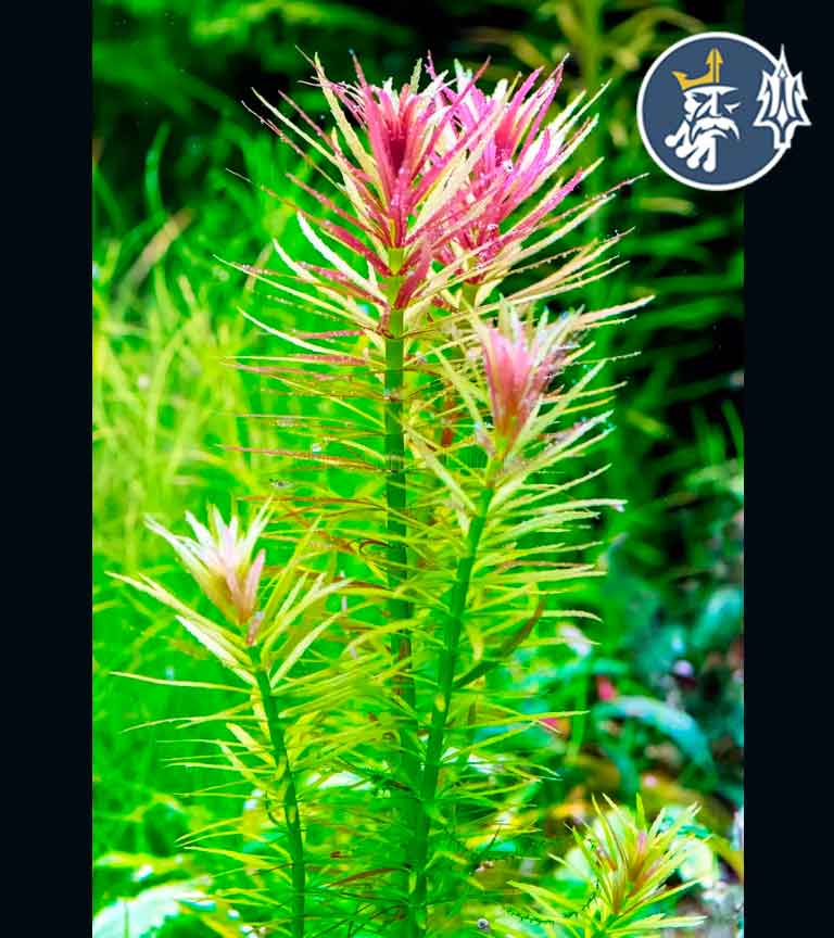 Limnophila_aromatica