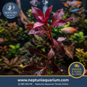 Ludwigia Red Diamond (1 tallo)
