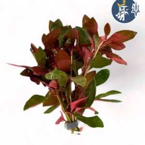 Ludwigia Red Diamond (1 tallo)