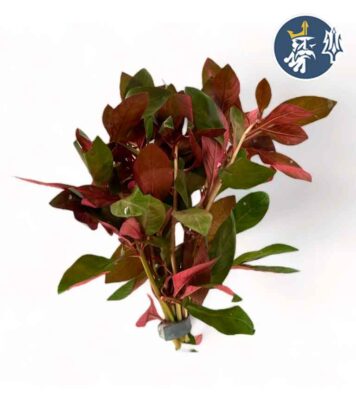 Ludwigia Red Diamond (1 tallo)