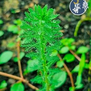 Myriophyllum sp. “Roraima” (1 tallo)
