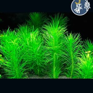 Pogostemon Erectus (1 tallo)