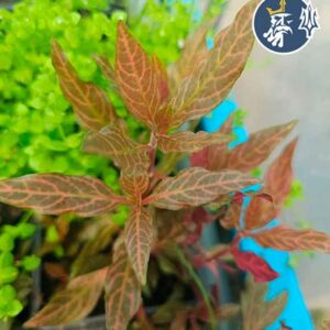 Myriophyllum sp. “Roraima” (1 tallo) (copia)