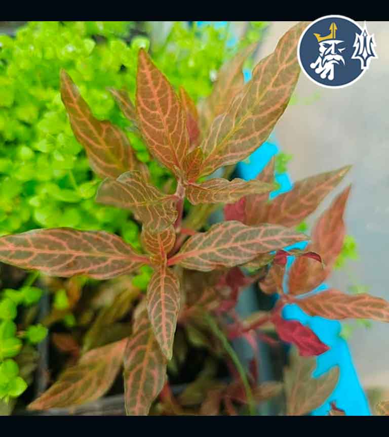 REINECKII-ROSANERVIG