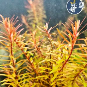 Rotala Indica (1 tallo)
