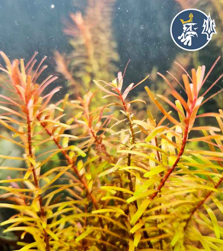 ROTALA-INDICA