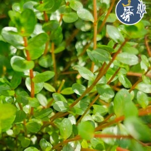 Rotala Rotundifolia “Colorada” (1 tallo)