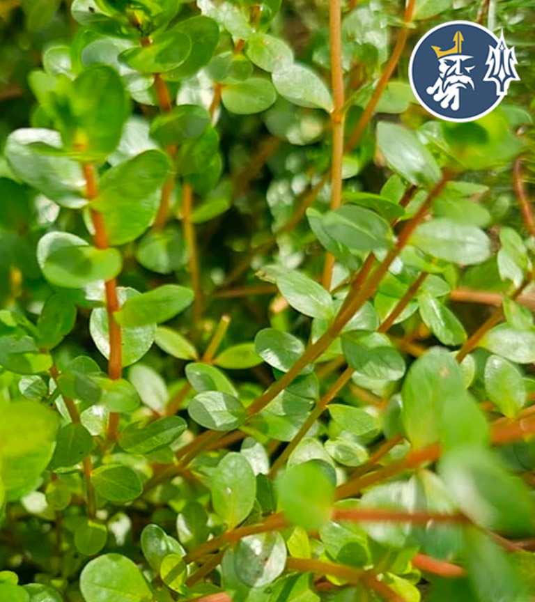 ROTALA-ROTUNDIFOLIA-COLORADA