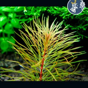 Rotala sp. “Vietnam” (1 tallo)