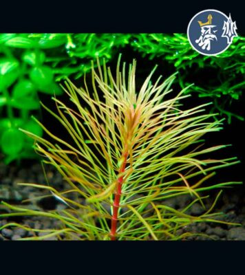 Rotala sp. “Vietnam” (1 tallo)