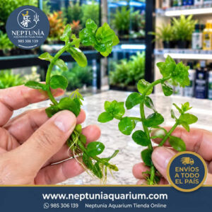 Bacopa Caroliniana (1 tallo)