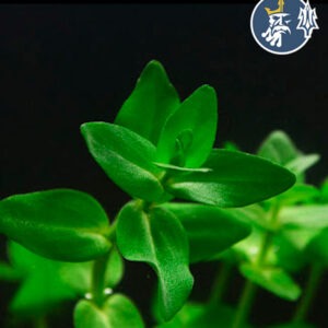 Bacopa “Ligera” (1 tallo)