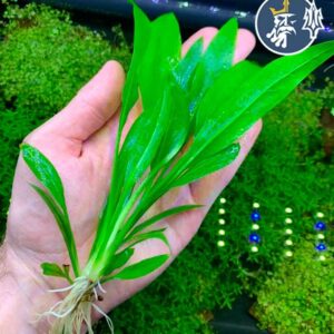 Espada Amazónica (1 tallo)