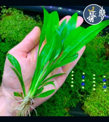 Espada Amazónica (1 tallo en vaso)