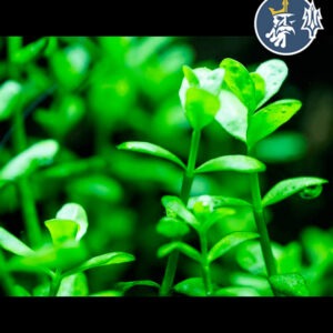 Hedyotis Salzmannii (1 tallo)