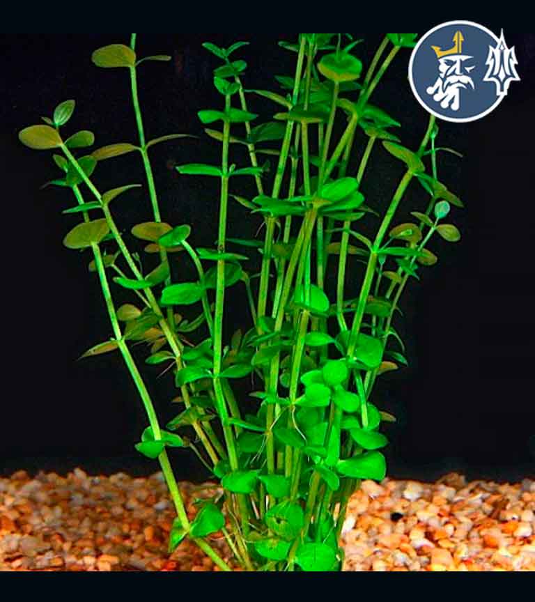 lindernia-rotundifolia-iquitos