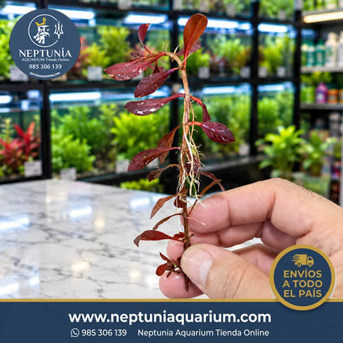 ludwigia red