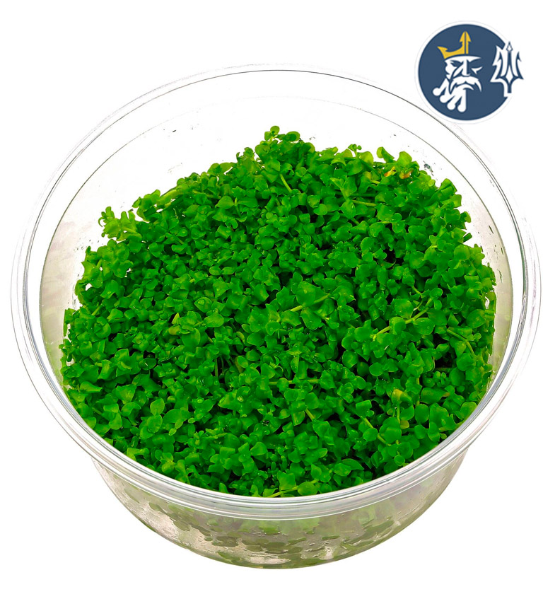 montecarlo-tapizante