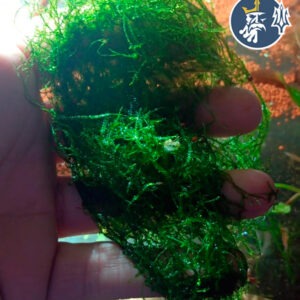 Musgo de Java (1 porción)