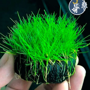 Eleocharis Parvula (1 Porción)