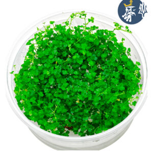 Tripartia (1 Porción)