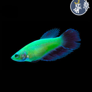 Betta Verde Neon Halfmoon (Pareja)