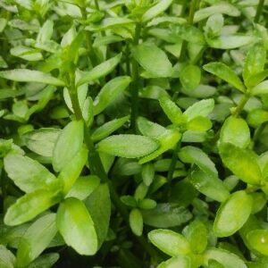 Bacopa Madagascariensis (1 tallo)