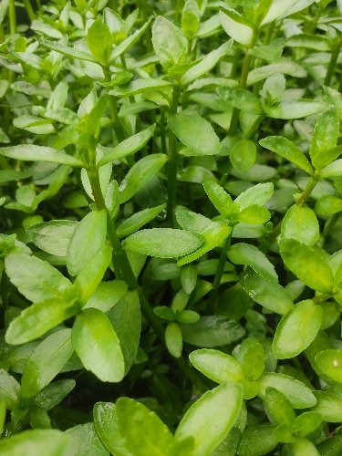 bacopa-madascarensis-964386