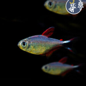 Tetra Junior (Hyphessobrycon Robustulus)