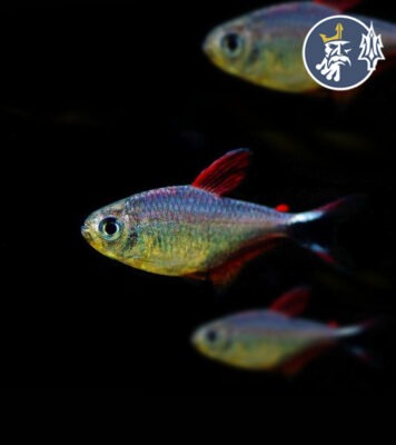Tetra Junior (Docena) (Hyphessobrycon Robustulus)