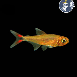 Tetra Yurimaguas