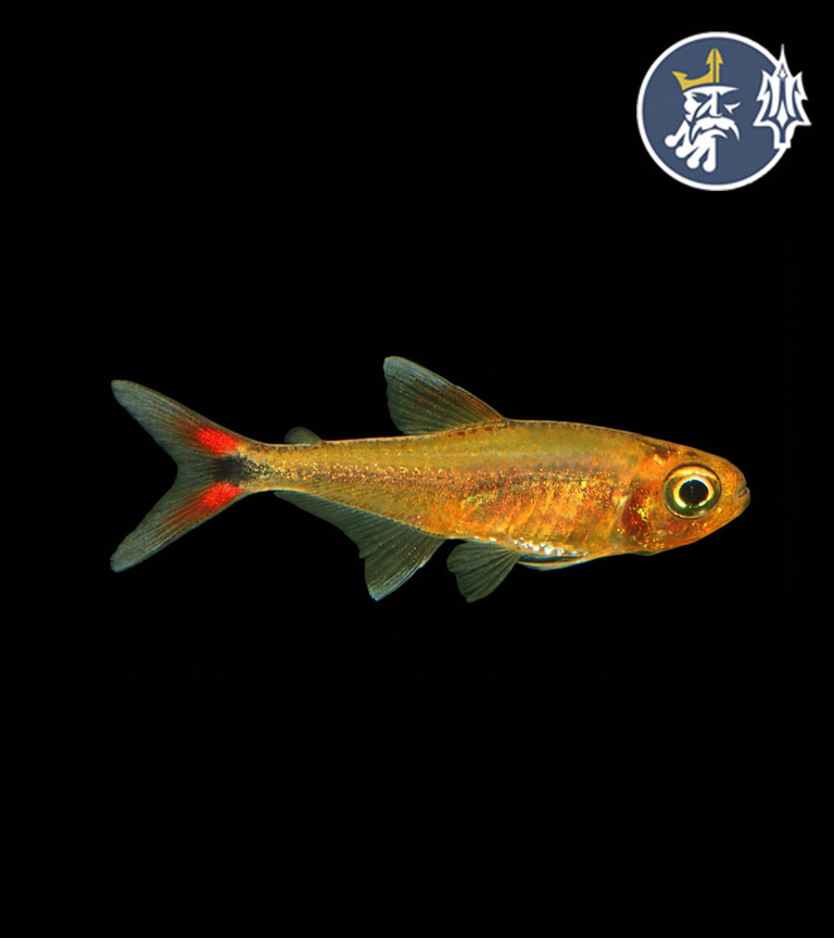 tetra yurimaguas