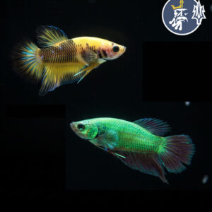 Betta Verde Neon Halfmoon (Pareja)