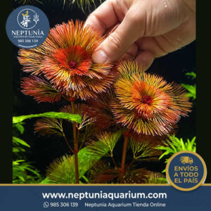 Cabomba Furcata (1 tallo)
