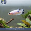 Betta Comercial (hembra)