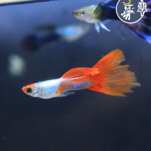 Guppys Albino Red Nose Koi (Macho)