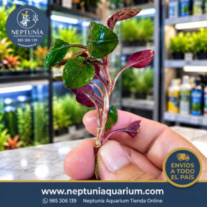 Lobelia Cardinalis (Mini)