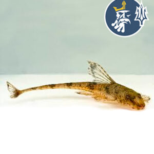 Loricaria Común (3-5cm)
