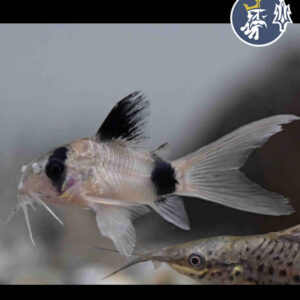 Corydoras Panda Velo (2cm)