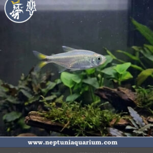 Tetra Argentino (2-2.5cm)