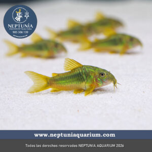 Corydoras Doli Verde (Corydoras Aeneus)