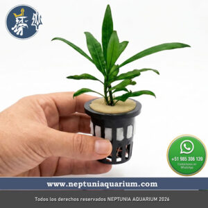 Hygrophila Angustifolia (1 tallo - En vaso plástico + Sistema de hidroponía)