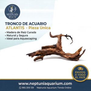 Tronco A4030 - Atlantis